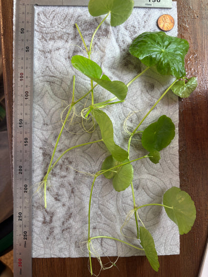 Brazilian Pennywort/Hydrocotyle Leucocephala (5+ shoots ~2-3 leaves each)