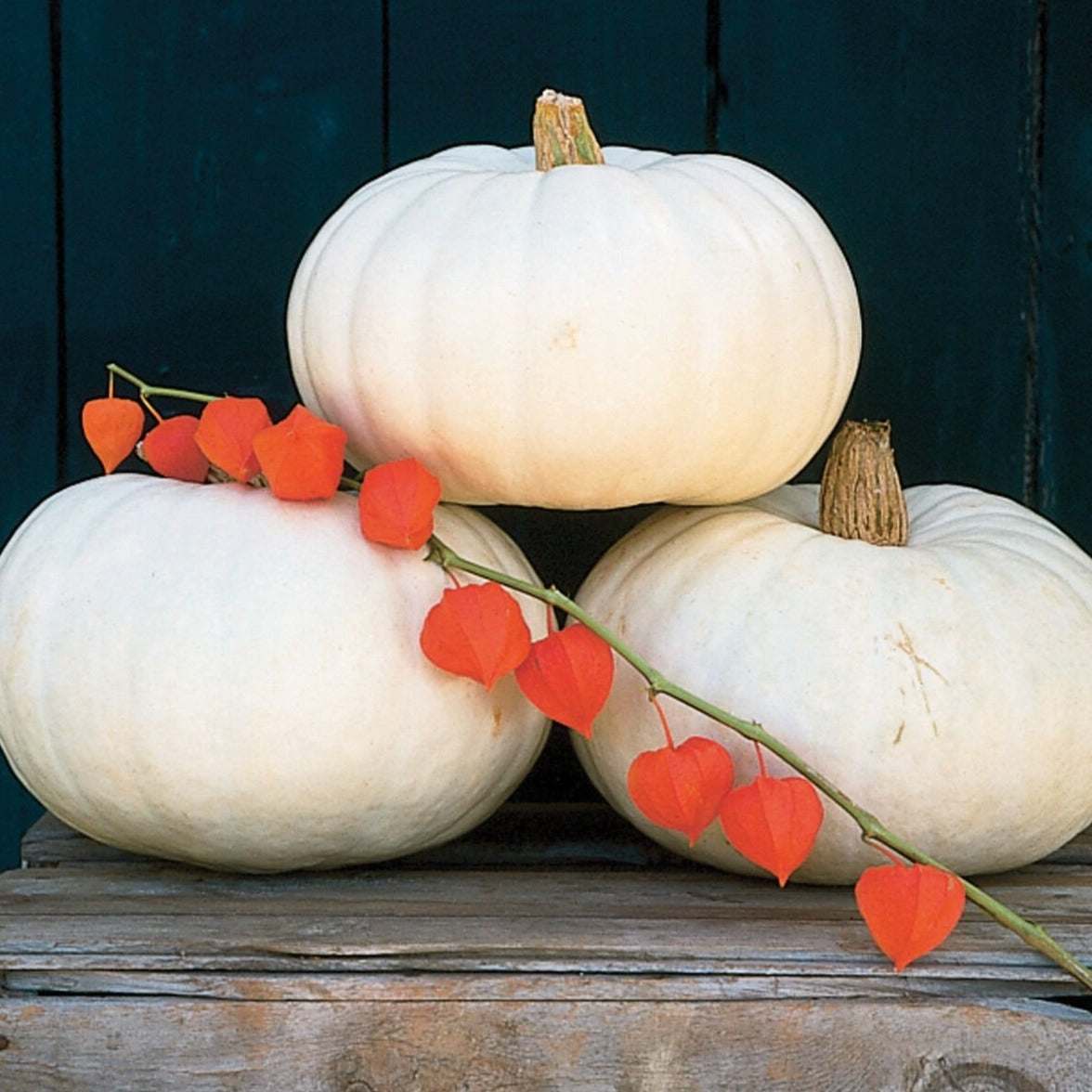 White Flat Boer Pumpkin display with white pumpkins and orange physalis vine on rustic wood on Tampa Home & Garden Store