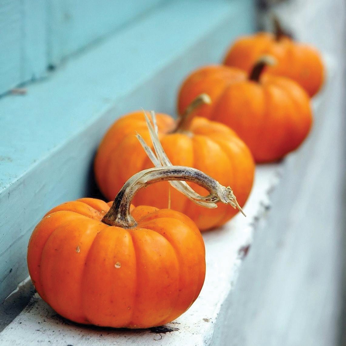 Jack Be Little Pumpkin row of four orange pumpkins along a blue ledge Seedtime Store seeds on Tampa Home & Garden Store