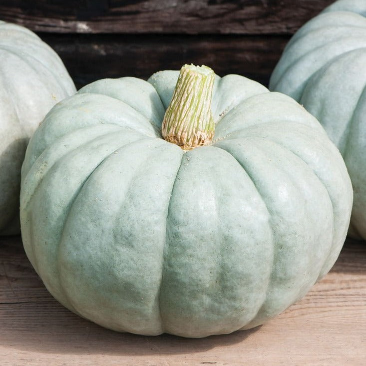 Three Jarrahdale blue pumpkins with ribbed blue-green skin on a wooden surface on Tampa Home & Garden Store