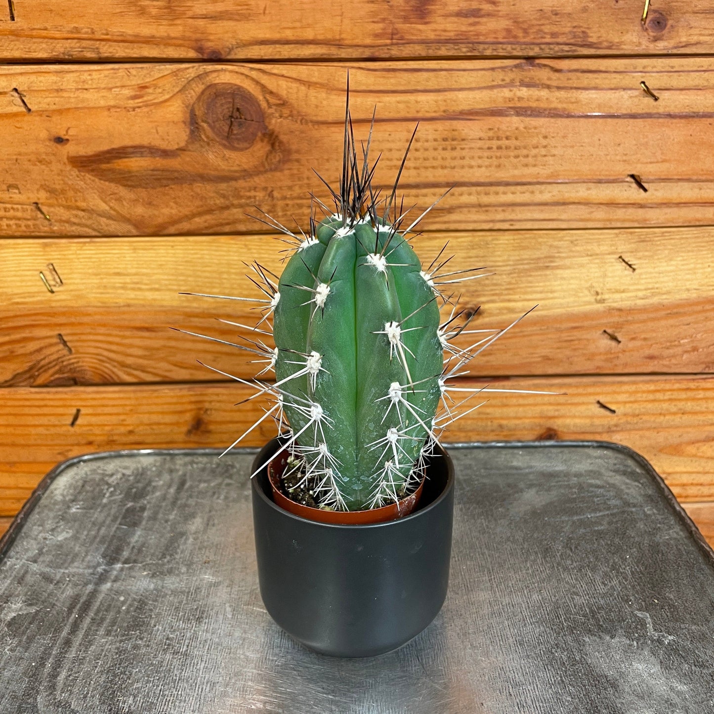 Pachycereus Pringlei, 2" Plant - Tampa Home & Garden Store