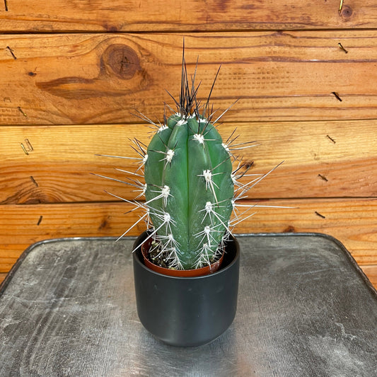 Pachycereus Pringlei, 2" Plant - Tampa Home & Garden Store