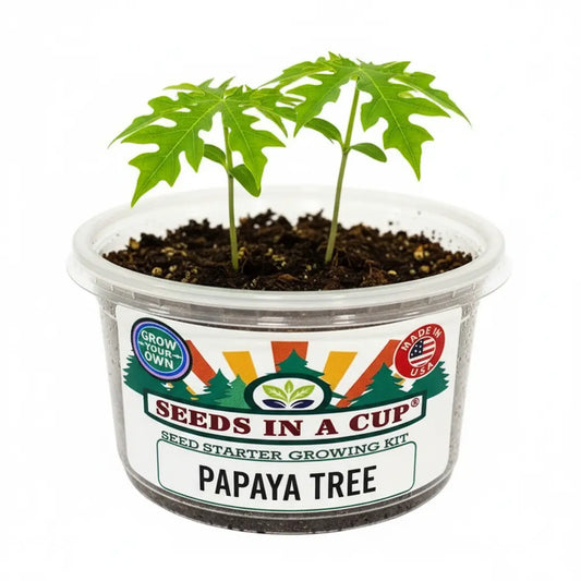Papaya Grow Kit - Tampa Home & Garden Store