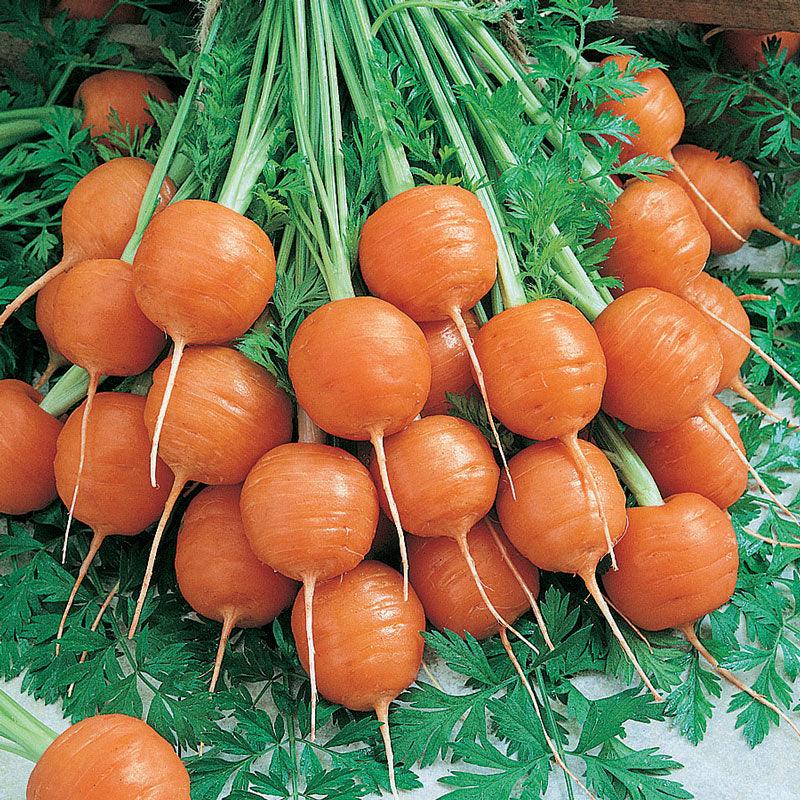 Parisian Carrot Seeds (Organic) - Tampa Home & Garden Store