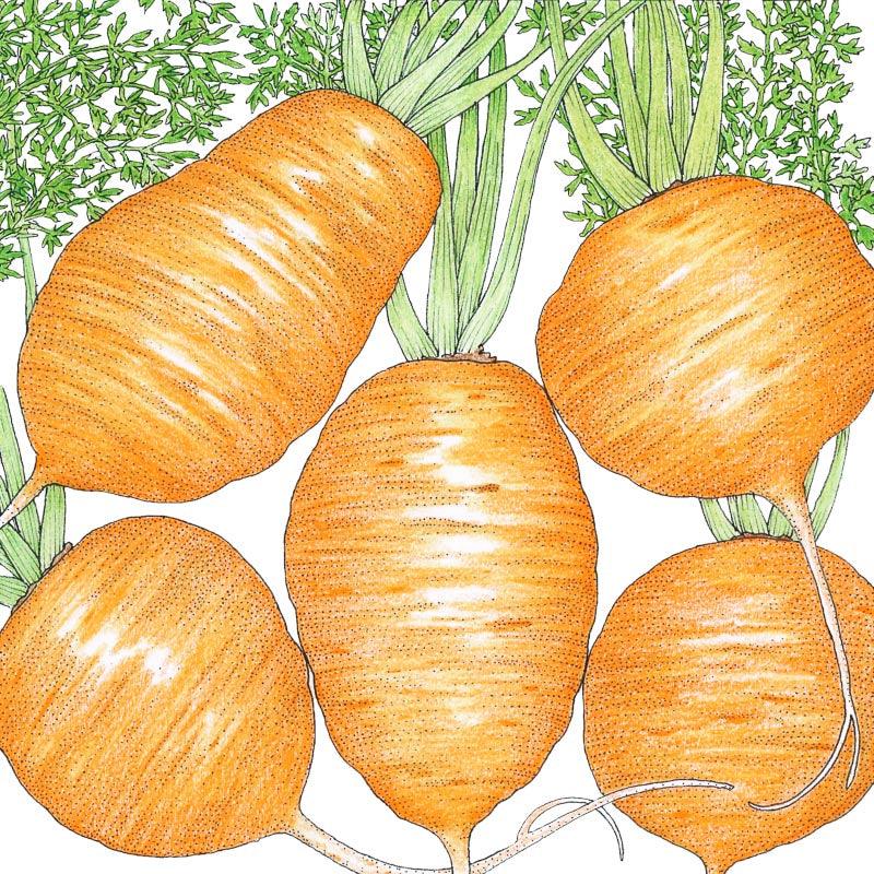 Parisian Carrot Seeds (Organic) - Tampa Home & Garden Store