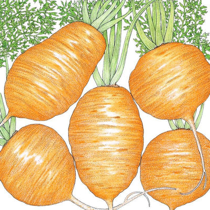 Parisian Carrot Seeds (Organic) - Tampa Home & Garden Store