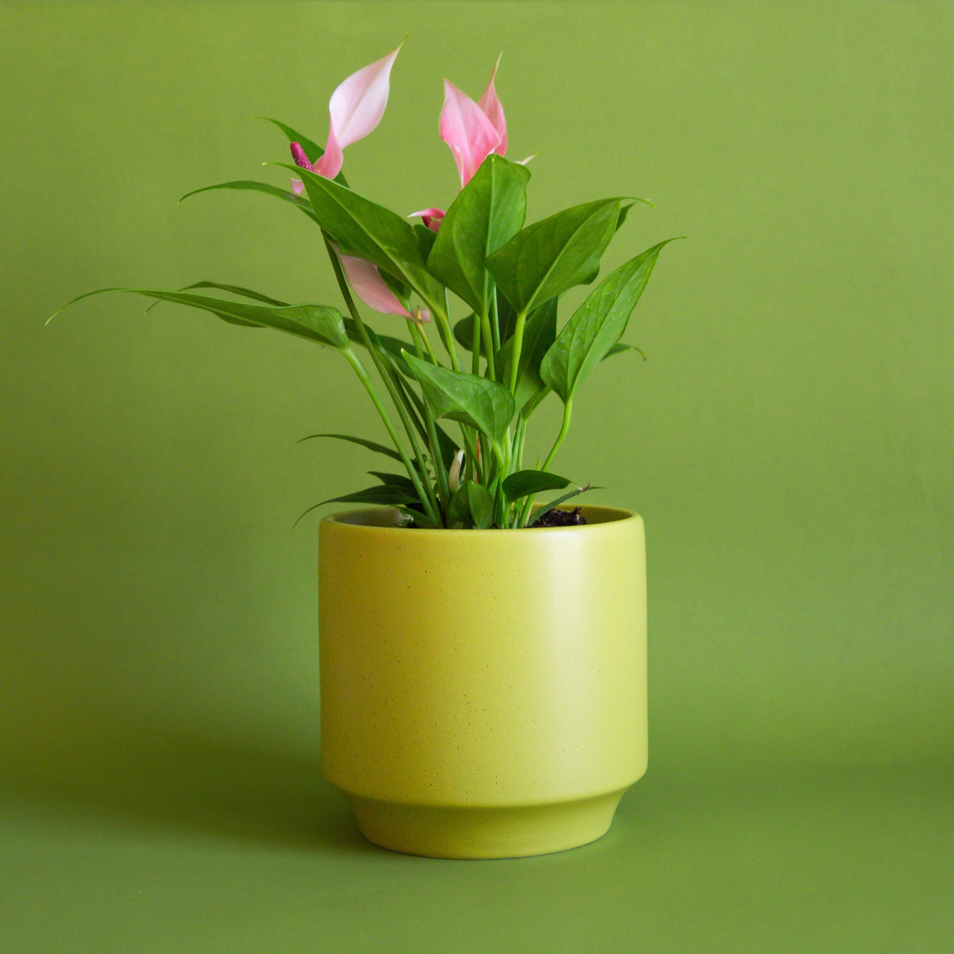 Parker Planter | Palm Speckle - Tampa Home & Garden Store