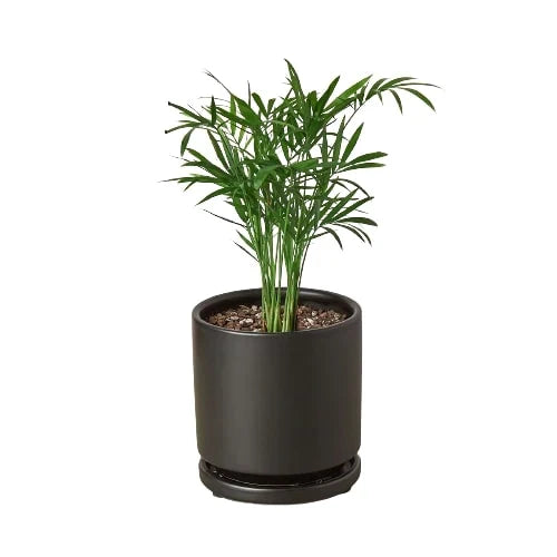 Parlor Palm indoor plant in a dark brown pot, Rooted Treasures Farms on Tampa Home & Garden Store