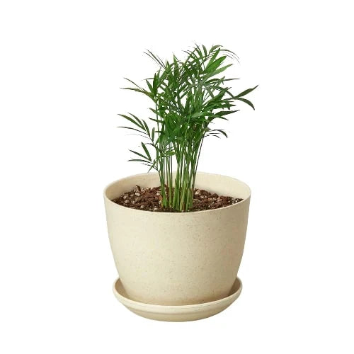 Parlor Palm indoor plant in cream ceramic pot with saucer by Rooted Treasures Farms on Tampa Home & Garden Store