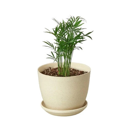 Parlor Palm indoor plant in cream ceramic pot with saucer by Rooted Treasures Farms on Tampa Home & Garden Store
