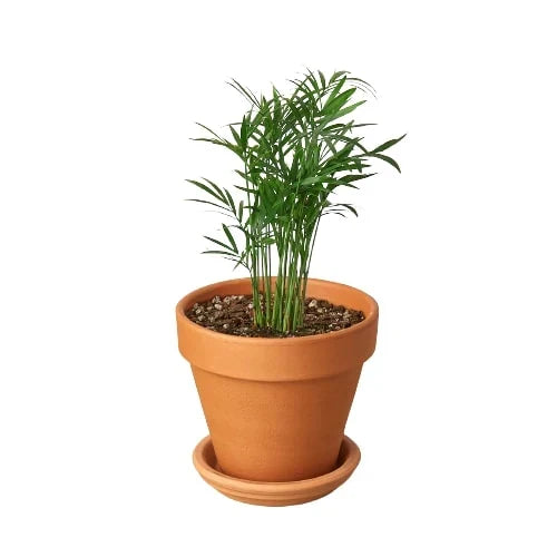 Parlor Palm indoor plant in a terracotta pot with saucer, green slender fronds on Tampa Home & Garden Store