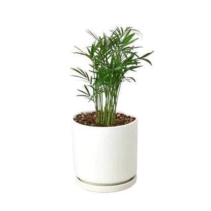 Parlor Palm indoor plant in white ceramic pot by Rooted Treasures Farms on Tampa Home & Garden Store
