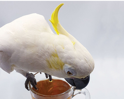 Parrot Tea Bundle Pack - Tampa Home & Garden Store