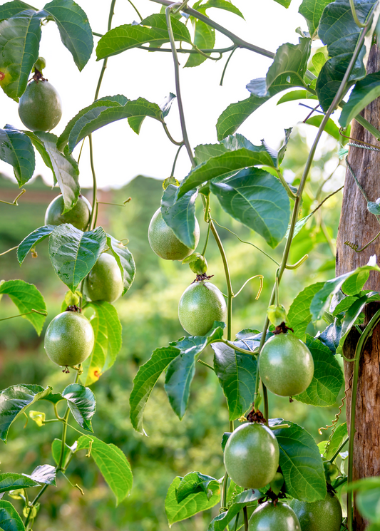 Passiflora 'Bounty' (Passiflora edulis) - Tampa Home & Garden Store