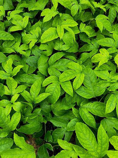 Passiflora 'Bounty' (Passiflora edulis) - Tampa Home & Garden Store