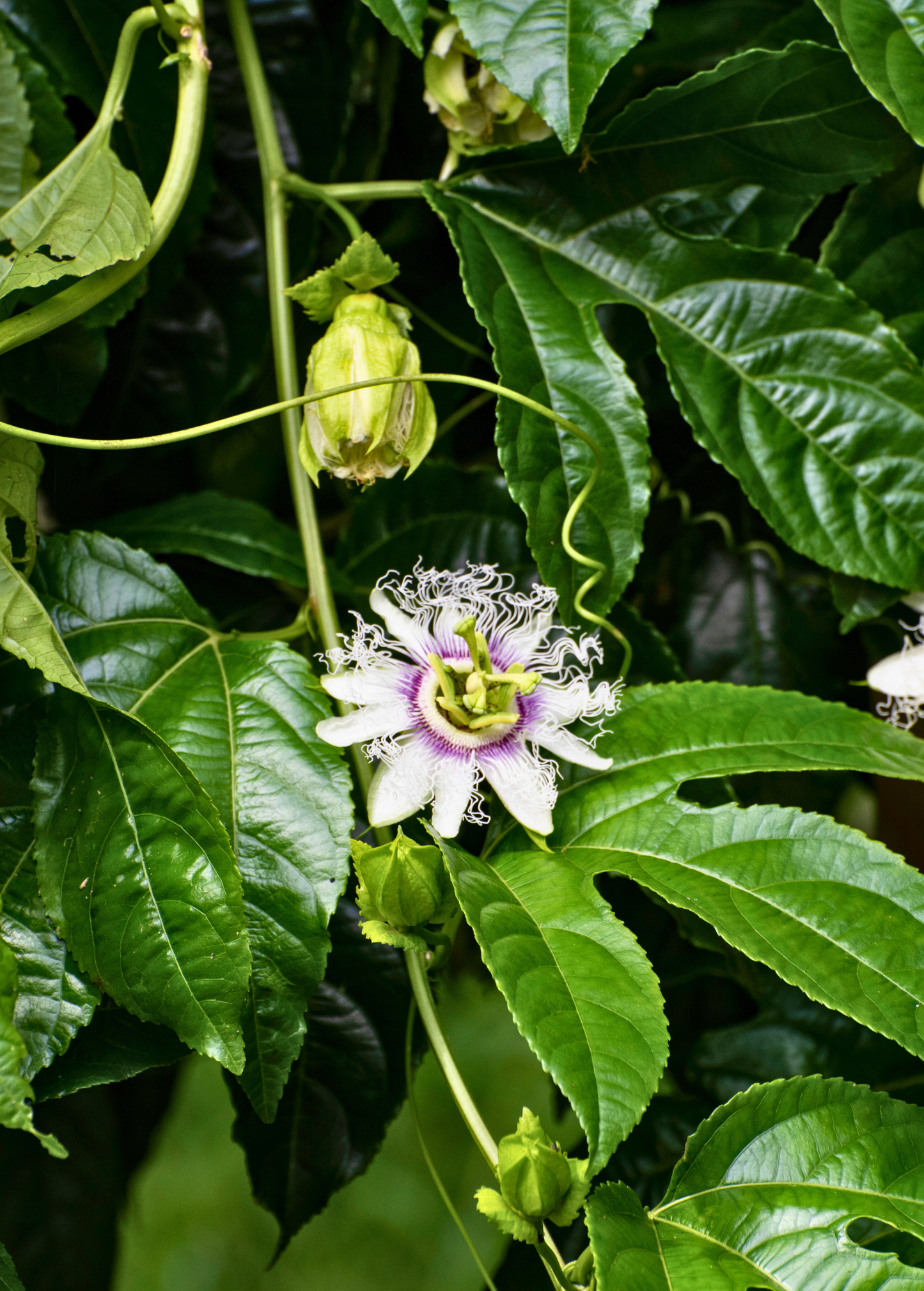 Passiflora 'Bounty' (Passiflora edulis) - Tampa Home & Garden Store
