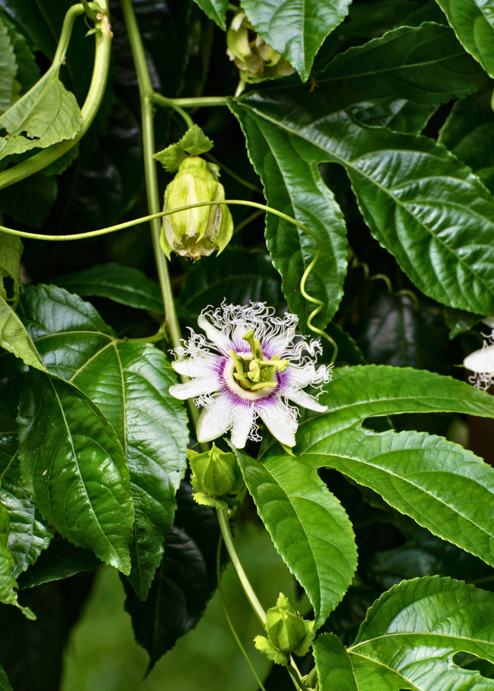 Passiflora 'Bounty' (Passiflora edulis) - Tampa Home & Garden Store