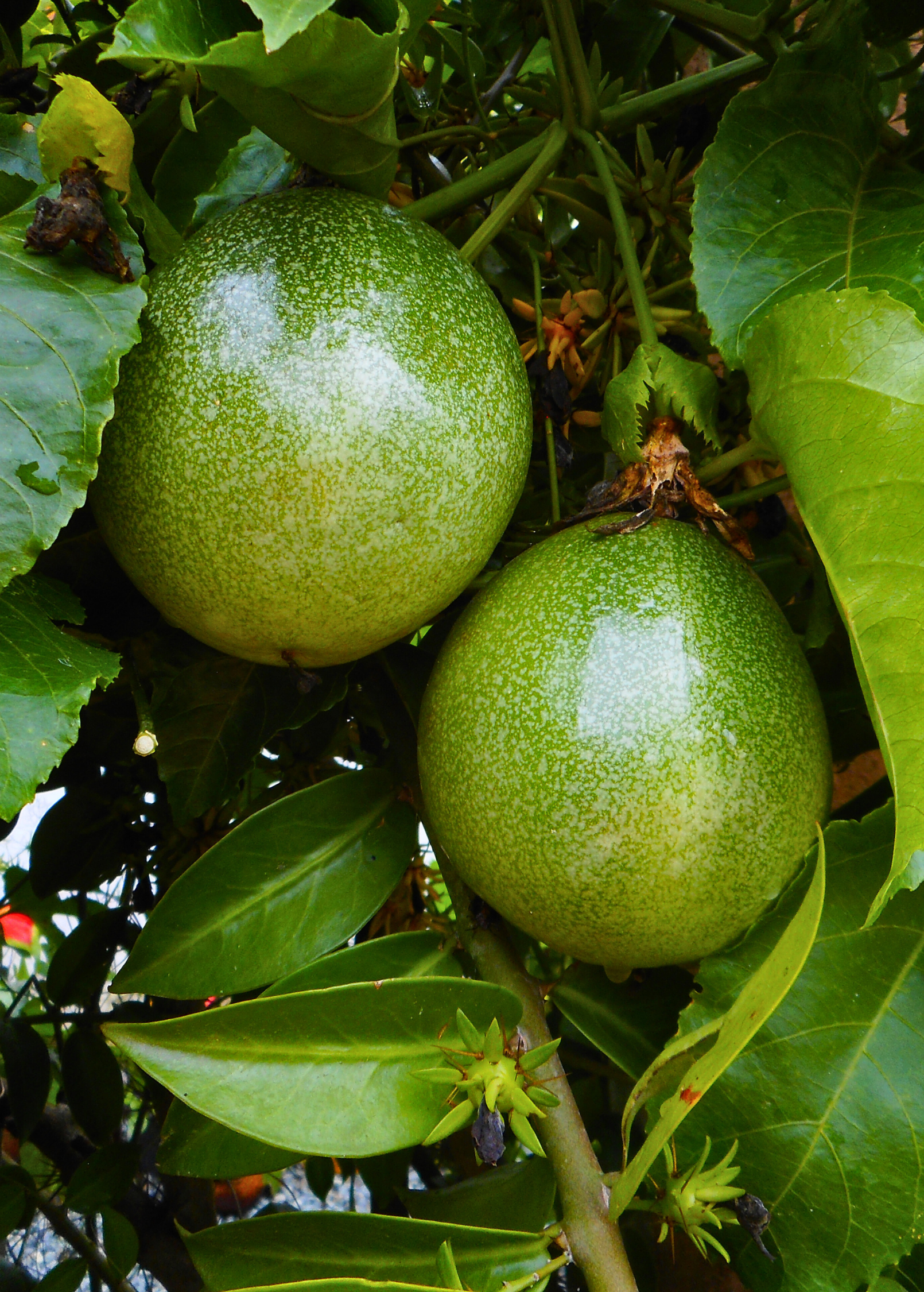 Passiflora 'Bounty' (Passiflora edulis) - Tampa Home & Garden Store