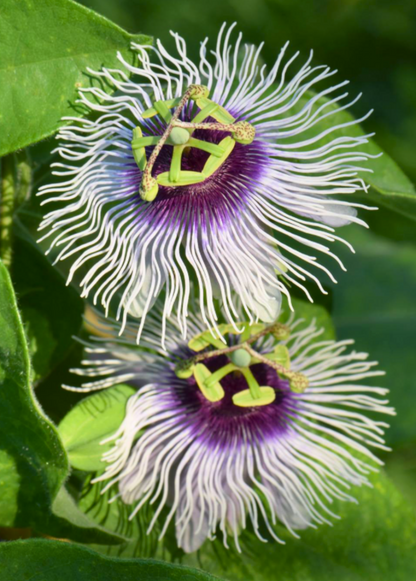Passiflora 'Bounty' (Passiflora edulis) - Tampa Home & Garden Store