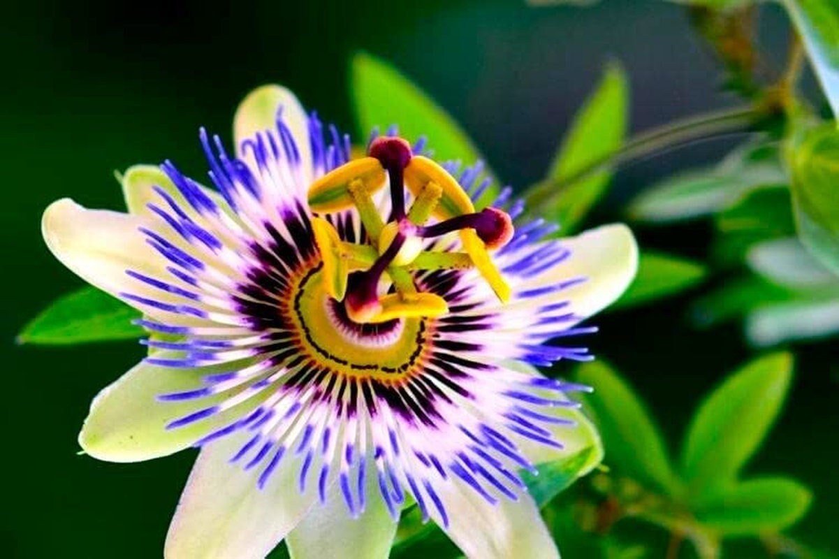 Passion Flower Passiflora Passion Vine Maypop Granadilla Treasure Flower - 10 Seeds - Tampa Home & Garden Store
