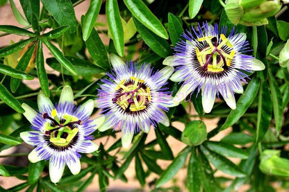 Passion Flower Passiflora Passion Vine Maypop Granadilla Treasure Flower - 10 Seeds - Tampa Home & Garden Store