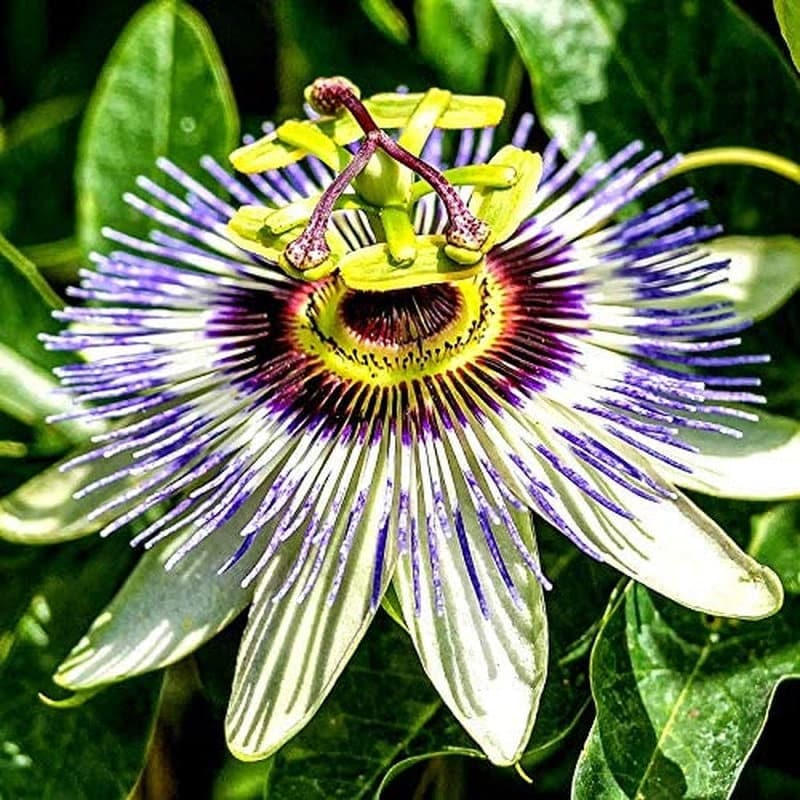 Passion Flower Passiflora Passion Vine Maypop Granadilla Treasure Flower - 10 Seeds - Tampa Home & Garden Store