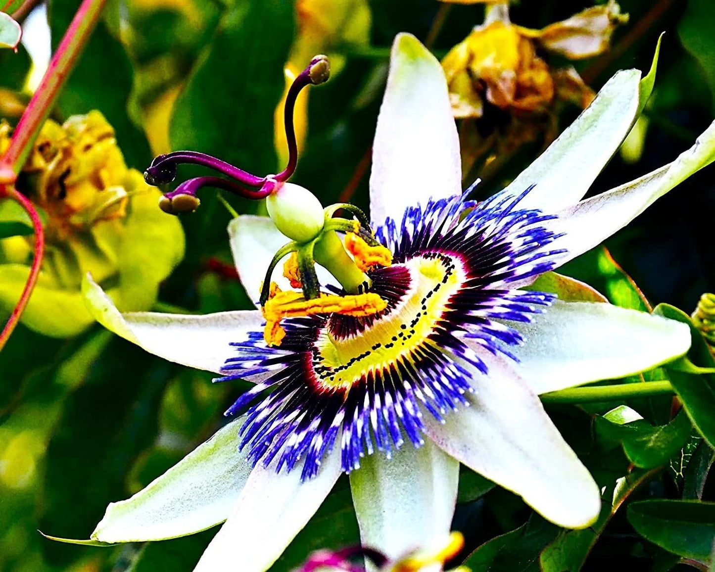 Passion Flower Passiflora Passion Vine Maypop Granadilla Treasure Flower - 10 Seeds - Tampa Home & Garden Store