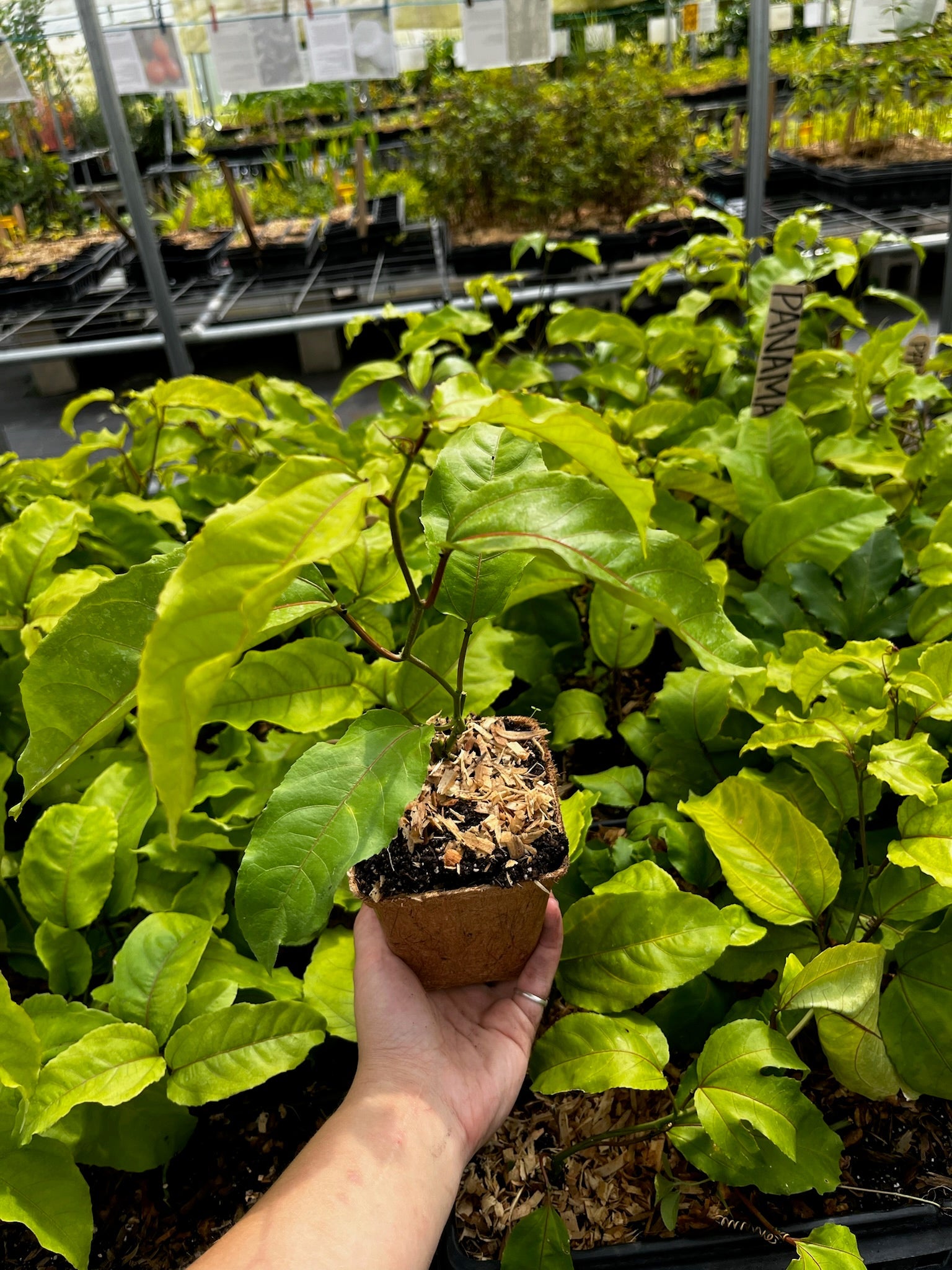 Passion Fruit 'Panama Red' (Passiflora edulis) - Tampa Home & Garden Store