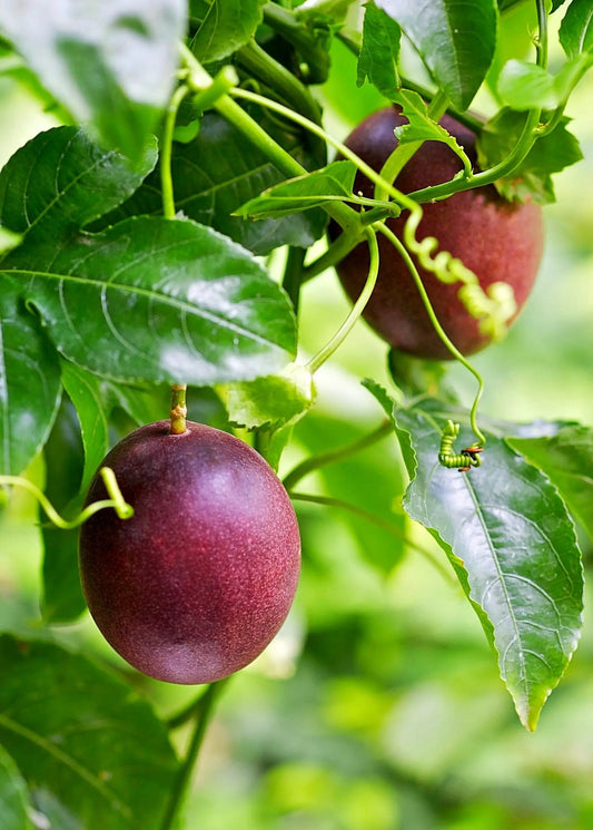 Purple Possum Passion Fruit Passiflora Edulis fruiting plant with purple fruits on vine on Tampa Home & Garden Store
