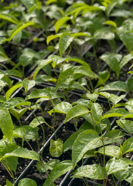 Purple Possum passion fruit Passiflora edulis plant with glossy green leaves in nursery bed on Tampa Home & Garden Store