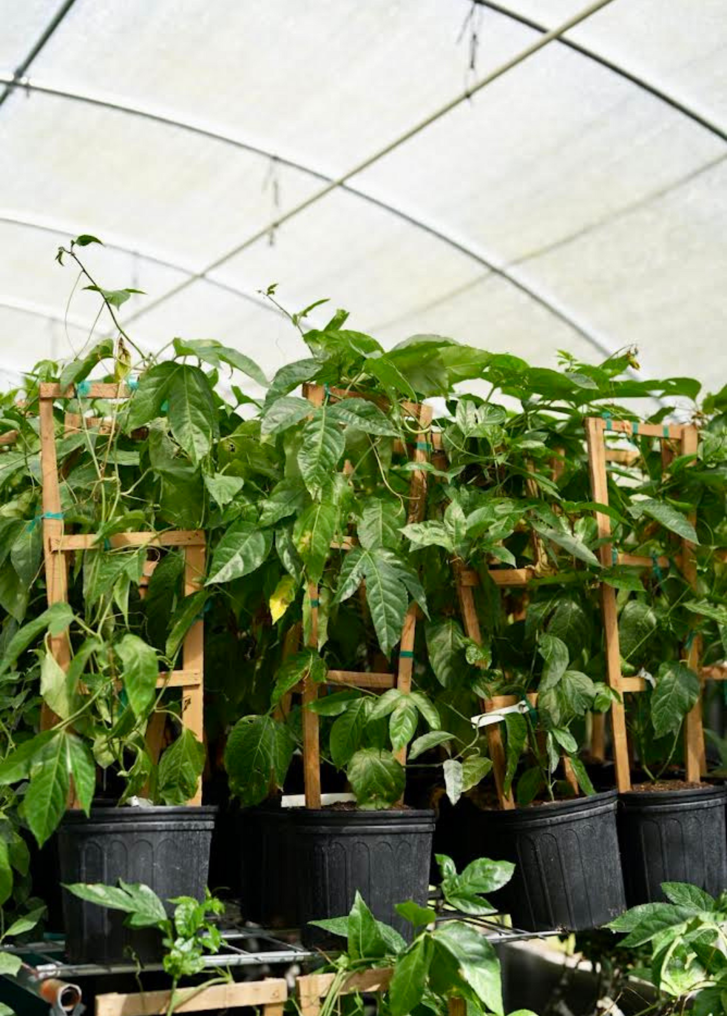 Passion Fruit ‘Purple Possum’ (Passiflora edulis) - Tampa Home & Garden Store