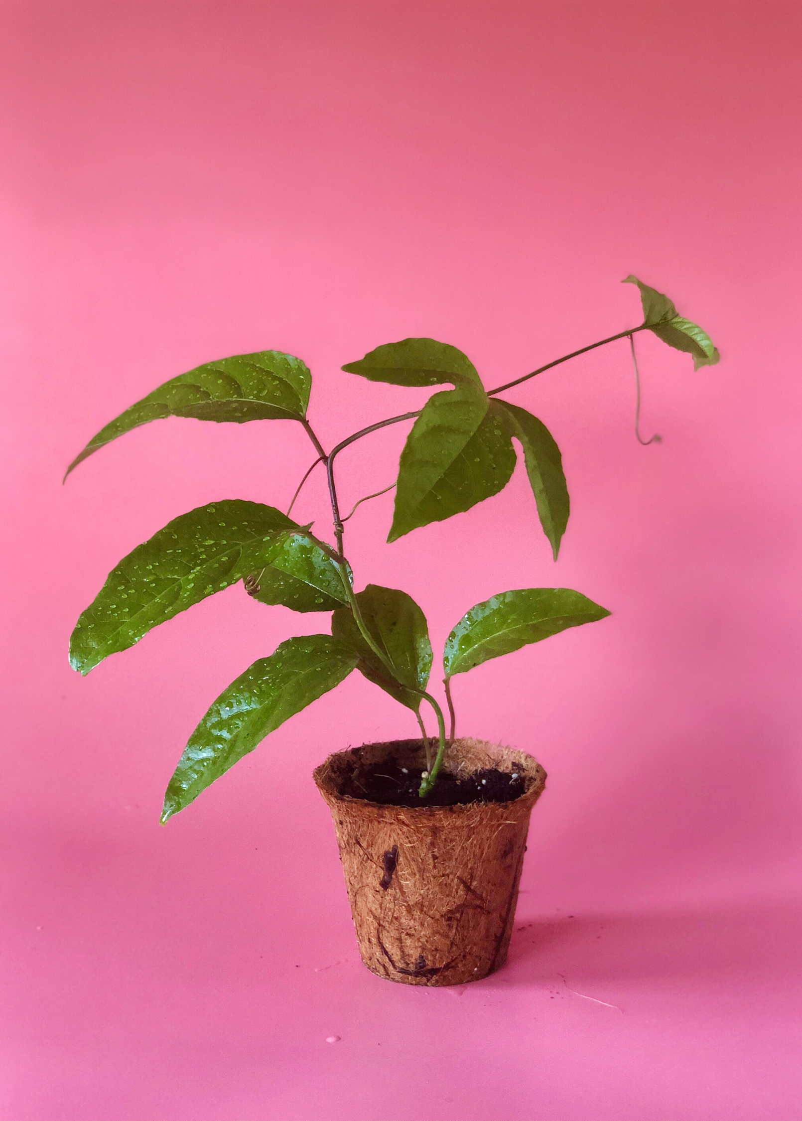 Passion Fruit ‘Purple Possum’ (Passiflora edulis) - Tampa Home & Garden Store