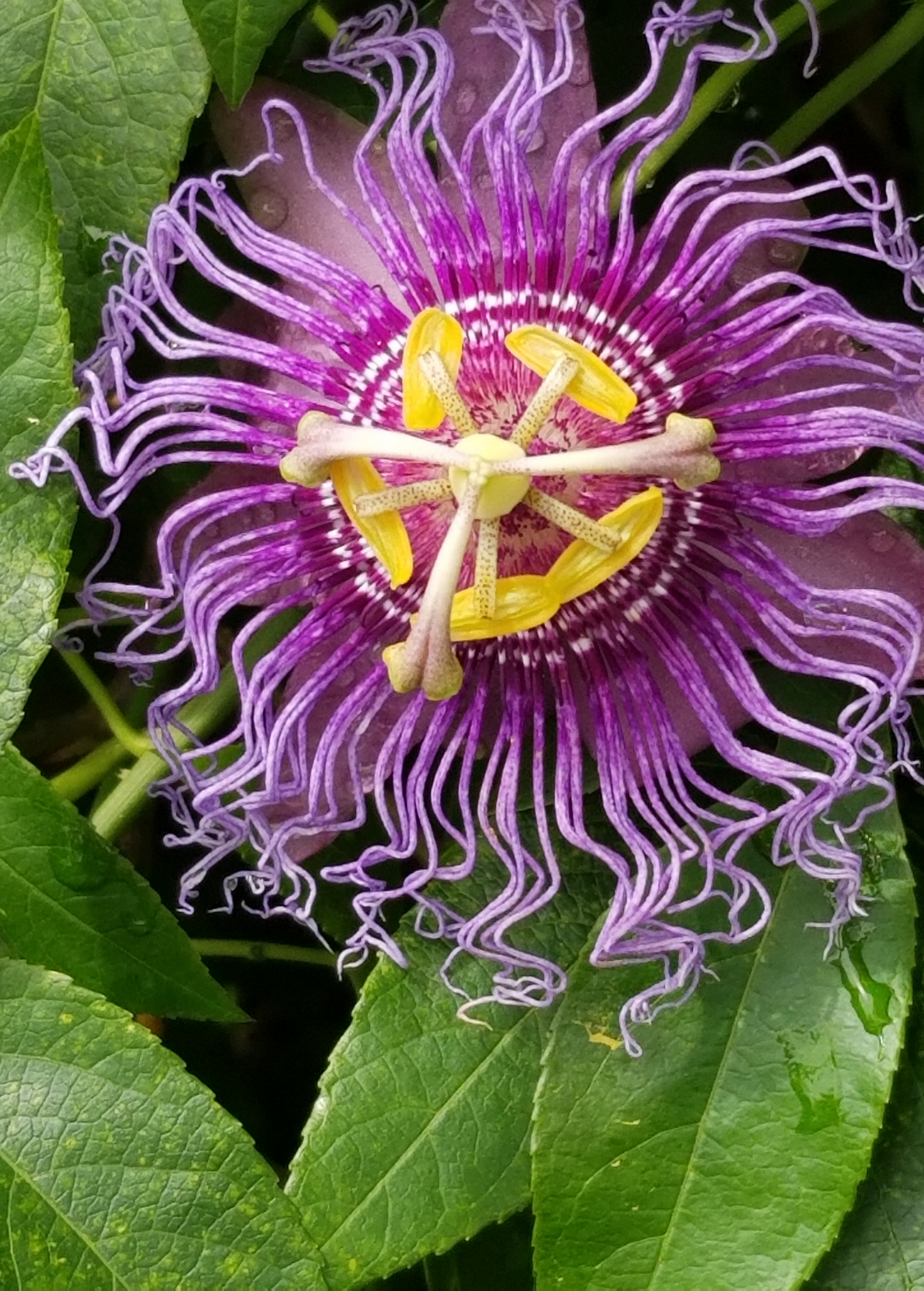 Passion Fruit ‘Purple Possum’ (Passiflora edulis) - Tampa Home & Garden Store