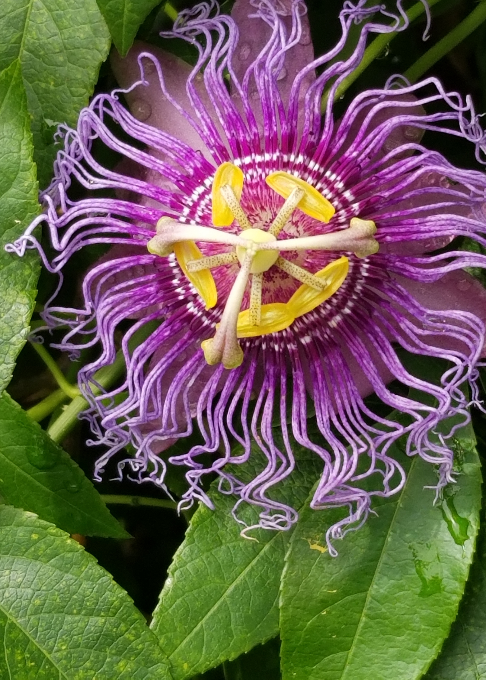 Passion Fruit ‘Purple Possum’ (Passiflora edulis) - Tampa Home & Garden Store