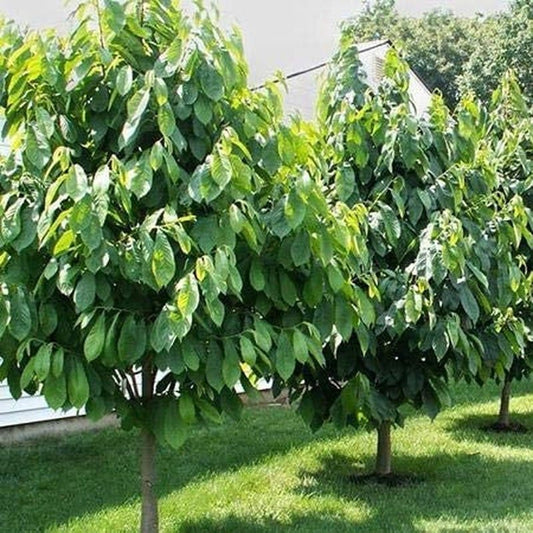 Paw Paw Tree - 6 Seeds - Edible Fruit,  Easy to Grow, Exotic - Tampa Home & Garden Store