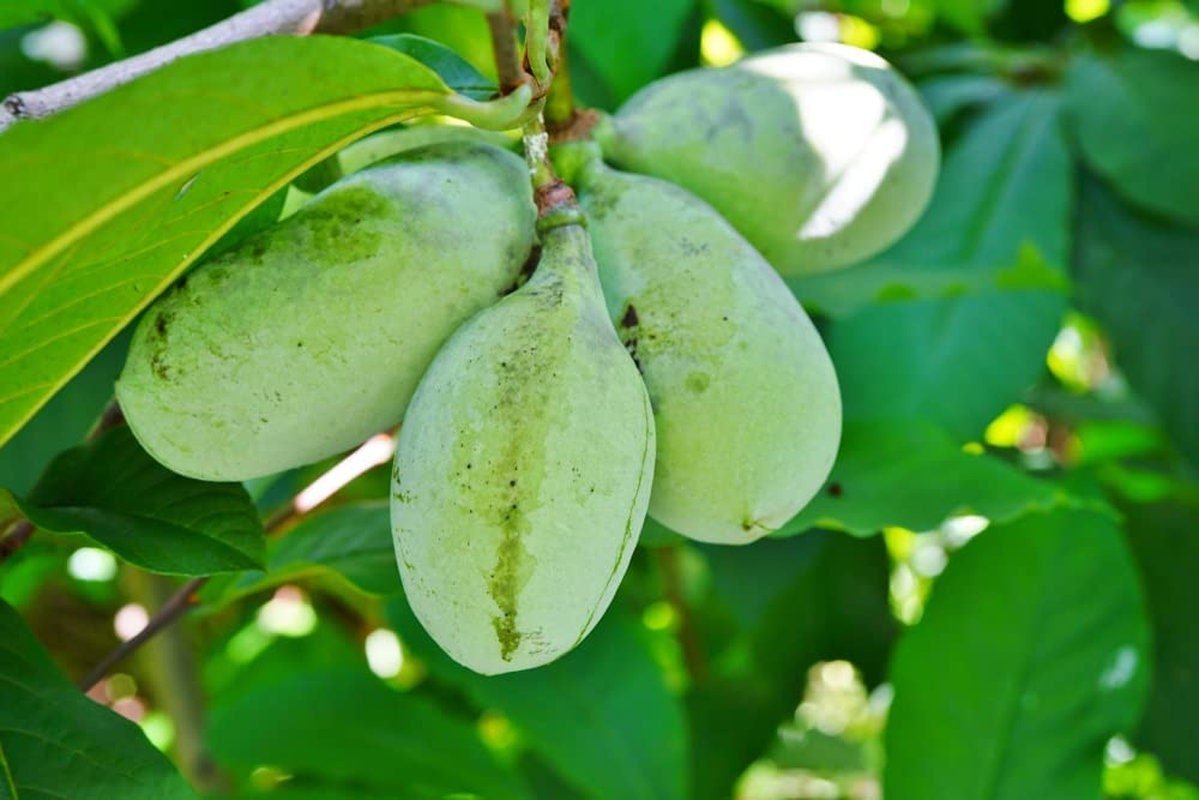 Paw Paw Tree - 6 Seeds - Edible Fruit,  Easy to Grow, Exotic - Tampa Home & Garden Store