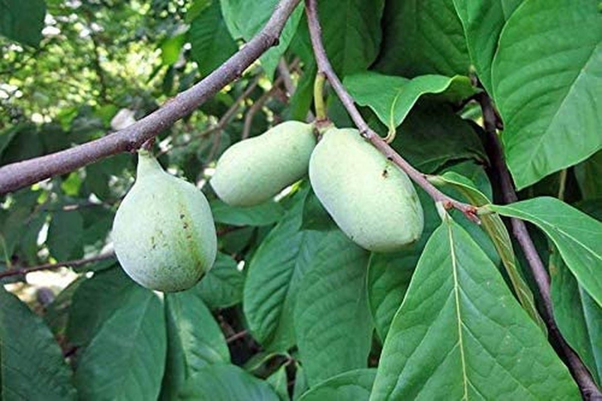 Paw Paw Tree - 6 Seeds - Edible Fruit,  Easy to Grow, Exotic - Tampa Home & Garden Store