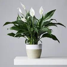 Peace Lily indoor plant in white ceramic pot with beige band, air-purifying on Tampa Home & Garden Store