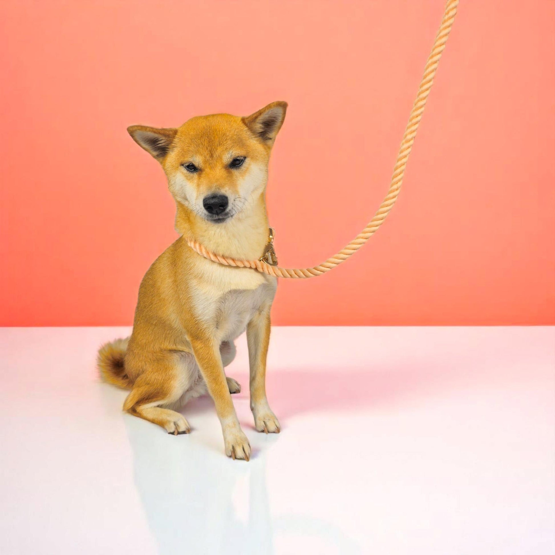 Hands-Free Rope Leash by WOLFDOGE, beige braided rope around a tan dog against an orange backdrop on Tampa Home & Garden Store