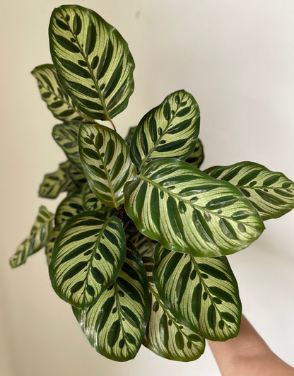 'Peacock' Makoyana Calathea - Tampa Home & Garden Store
