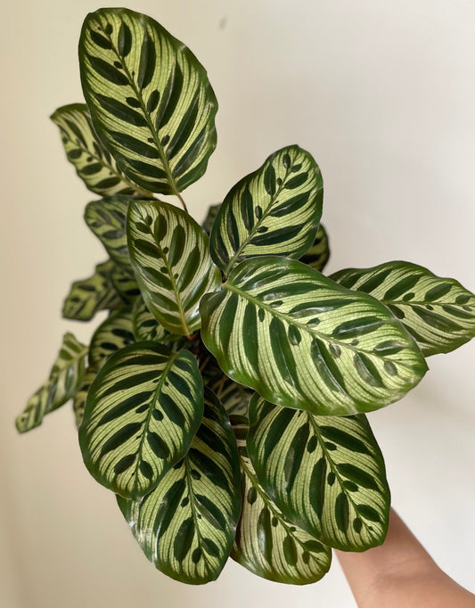 'Peacock' Makoyana Calathea - Tampa Home & Garden Store