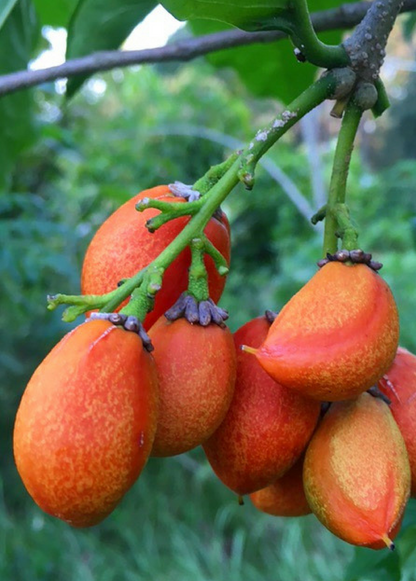 Peanut Butter Fruit Tree (Bunchosia argentea)