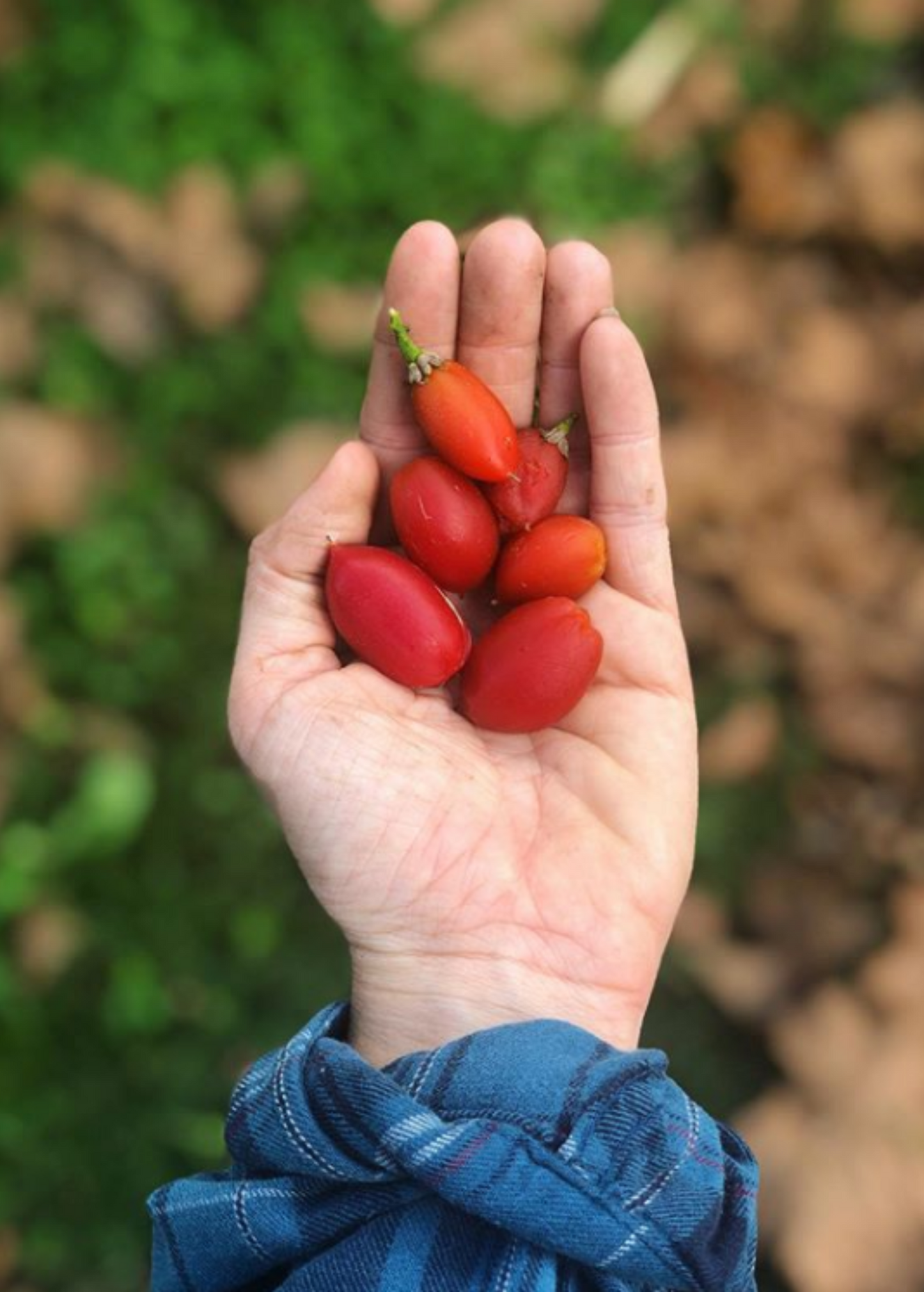 Peanut Butter Fruit Tree (Bunchosia argentea)