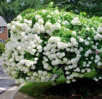 Pee Gee Hydrangea Seeds - Beautiful Attractive Showy and Hardy Perennial Flowers - Tampa Home & Garden Store