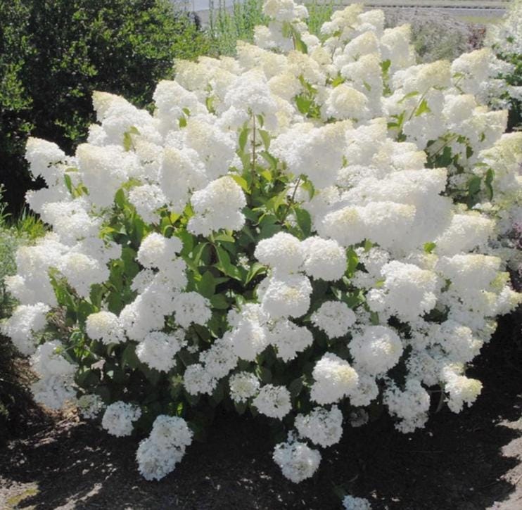 Pee Gee Hydrangea Seeds - Beautiful Attractive Showy and Hardy Perennial Flowers - Tampa Home & Garden Store