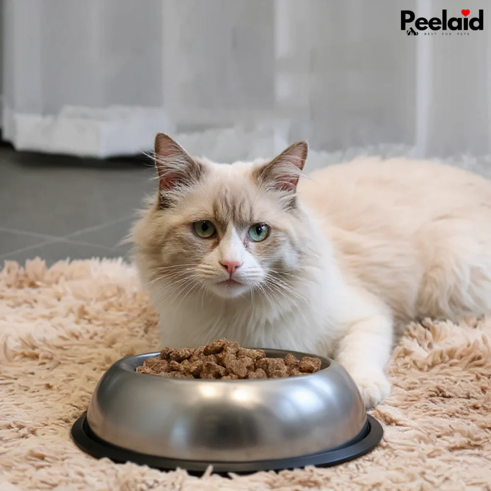 Peelaid™ Premium Stainless Steel Pet Bowl - Tampa Home & Garden Store