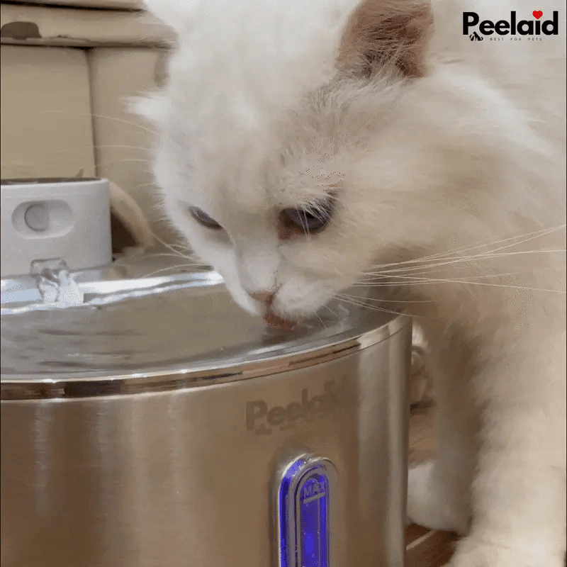 Peelaid™ SST Wireless Fountain - Tampa Home & Garden Store