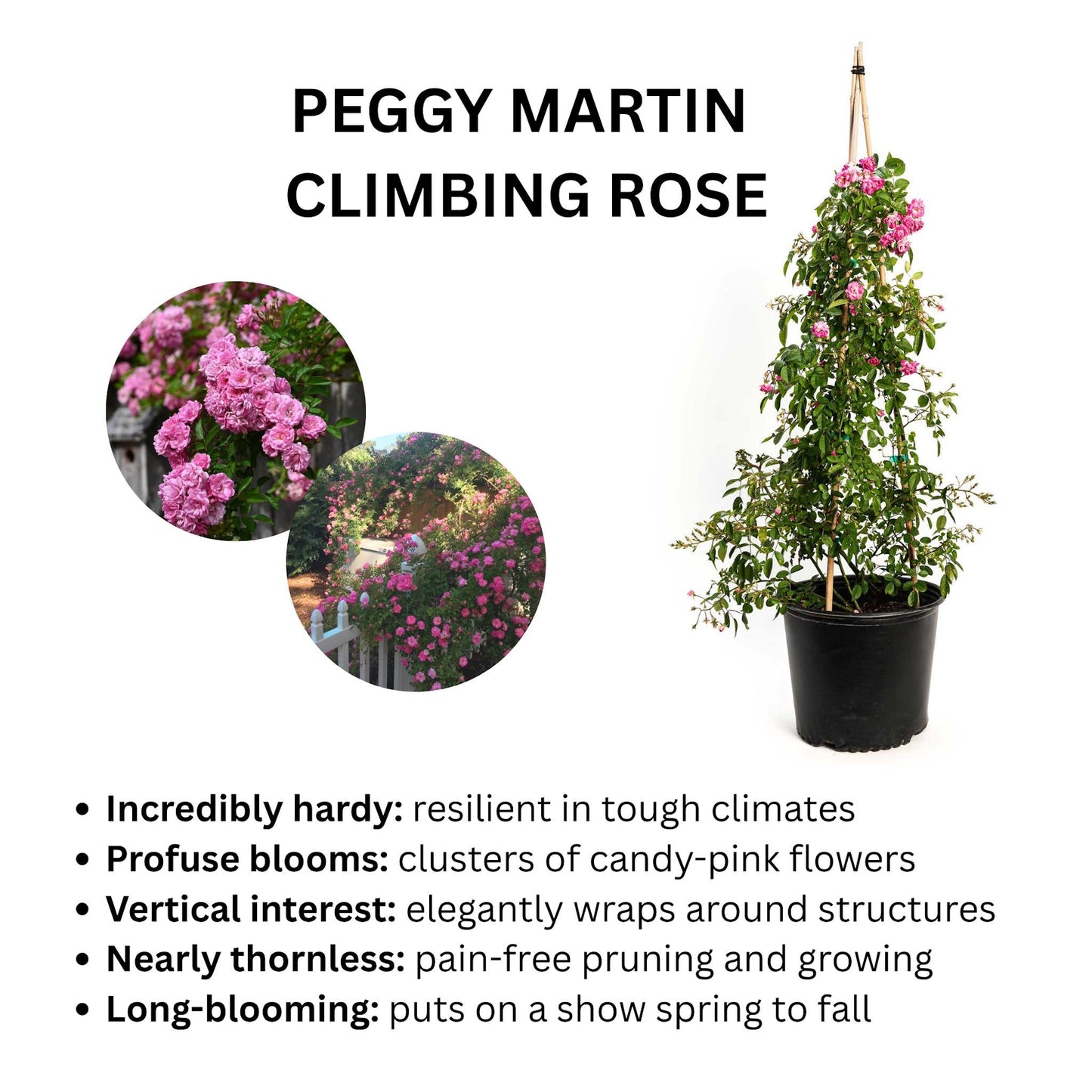 Peggy Martin Climbing Rose plant in black pot with pink blooms on a trellis Live Good Logistics on Tampa Home & Garden Store