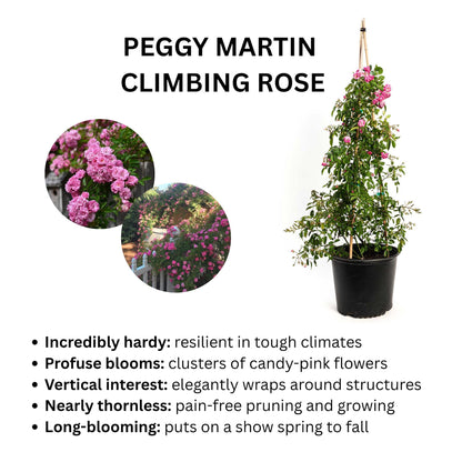 Peggy Martin Climbing Rose plant in black pot with pink blooms on a trellis Live Good Logistics on Tampa Home & Garden Store