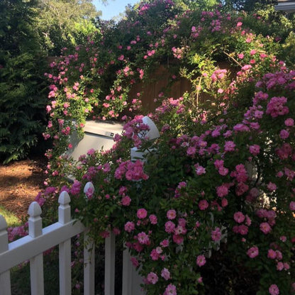 Peggy Martin climbing rose plant with pink blossoms cascading over a wooden fence on Tampa Home & Garden Store